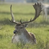 F�a�l�l�o�w� �D�e�e�r���. Keywords: Andy Morley;d�e�e�r�;�f�a�l�l�o�w�;�b�r�a�d�g�a�t�e�;�a�n�t�l�e�r�s���